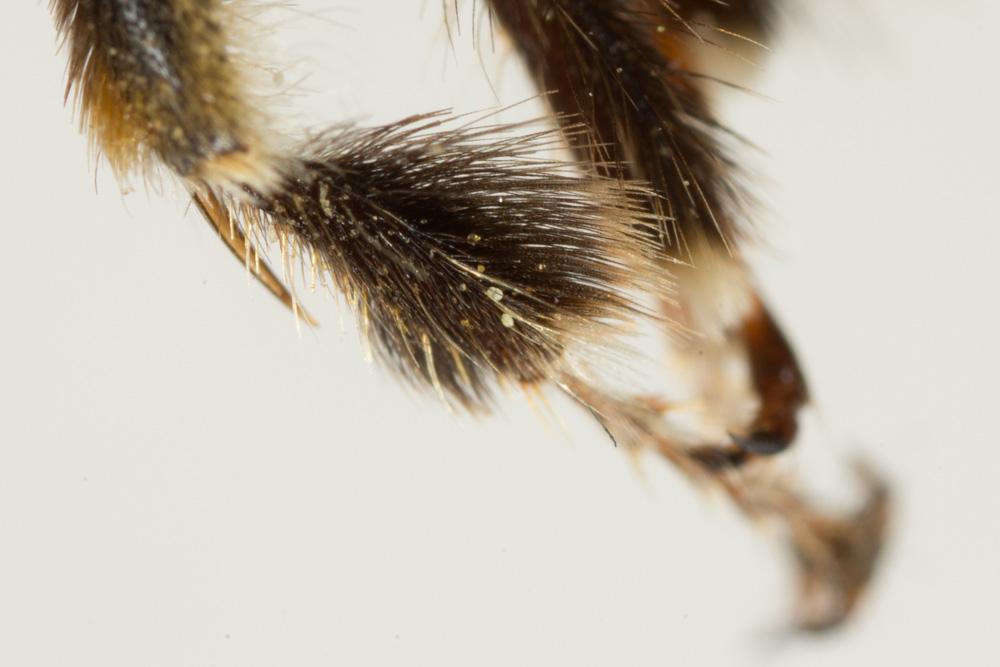  Anthophora Latreille, 1803