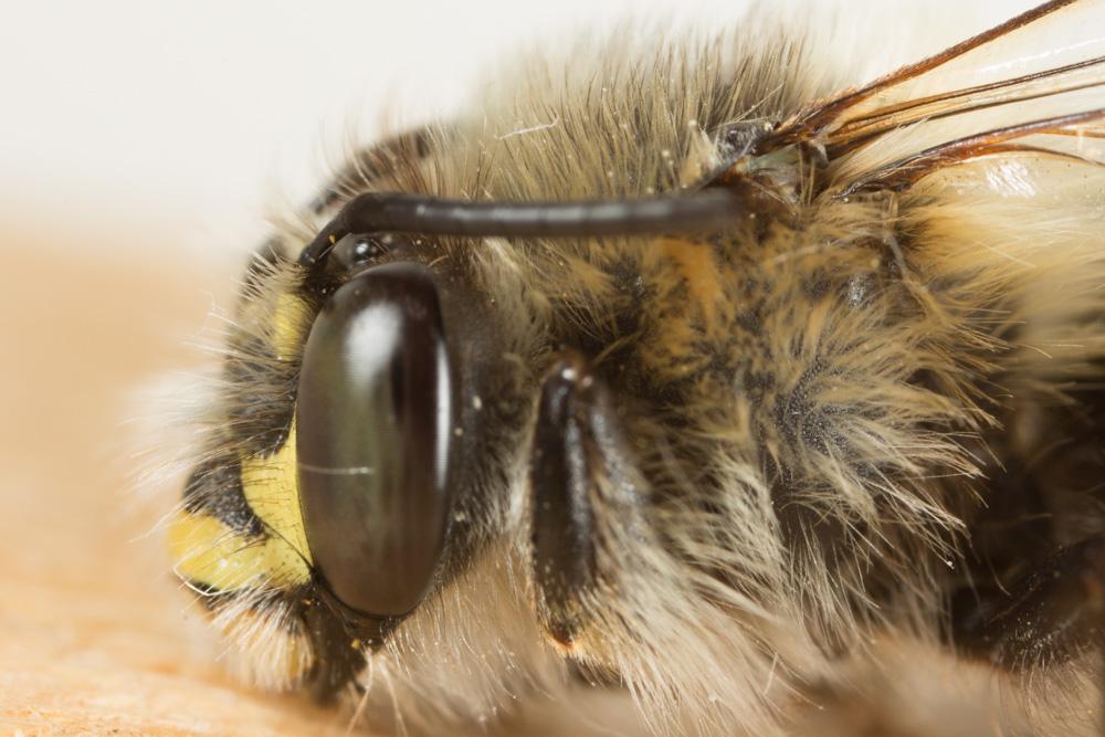 Anthophora Latreille, 1803