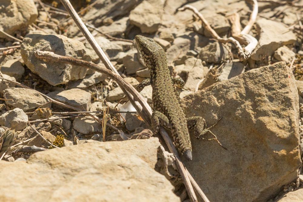Lézard catalan Podarcis liolepis (Boulenger, 1905)