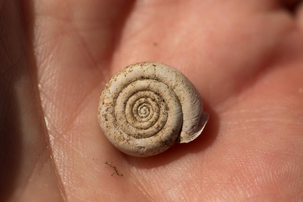 Veloutée plane Helicodonta obvoluta (O.F. Müller, 1774)