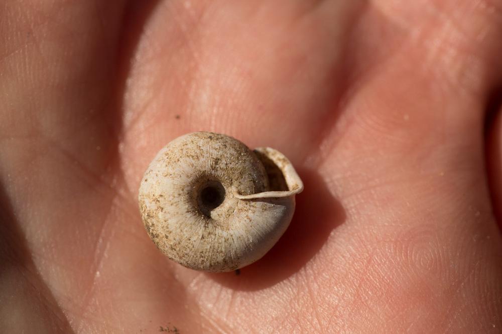 Veloutée plane Helicodonta obvoluta (O.F. Müller, 1774)