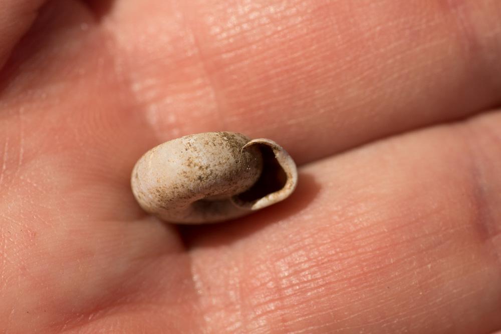 Veloutée plane Helicodonta obvoluta (O.F. Müller, 1774)