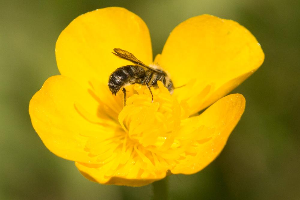 Chelostoma emarginatum (Nylander, 1856)