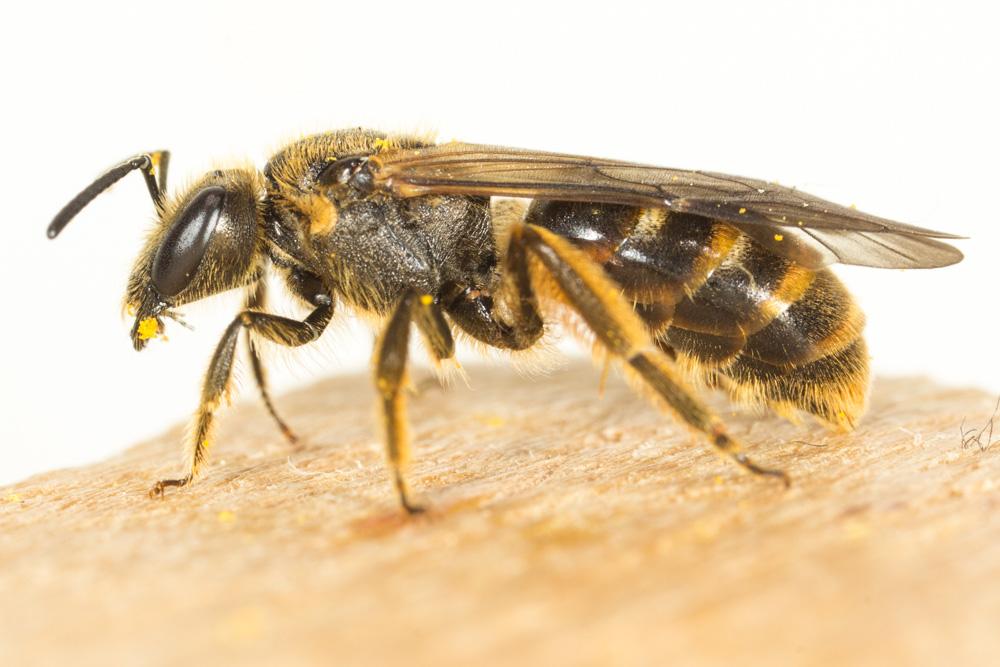  Lasioglossum nigripes (Lepeletier, 1841)