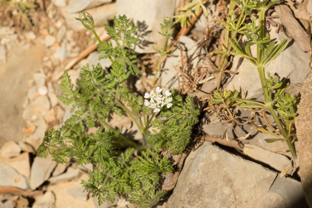 Caucalide, Caucalis à fruits aplatis, Caucalis à f Caucalis platycarpos L., 1753