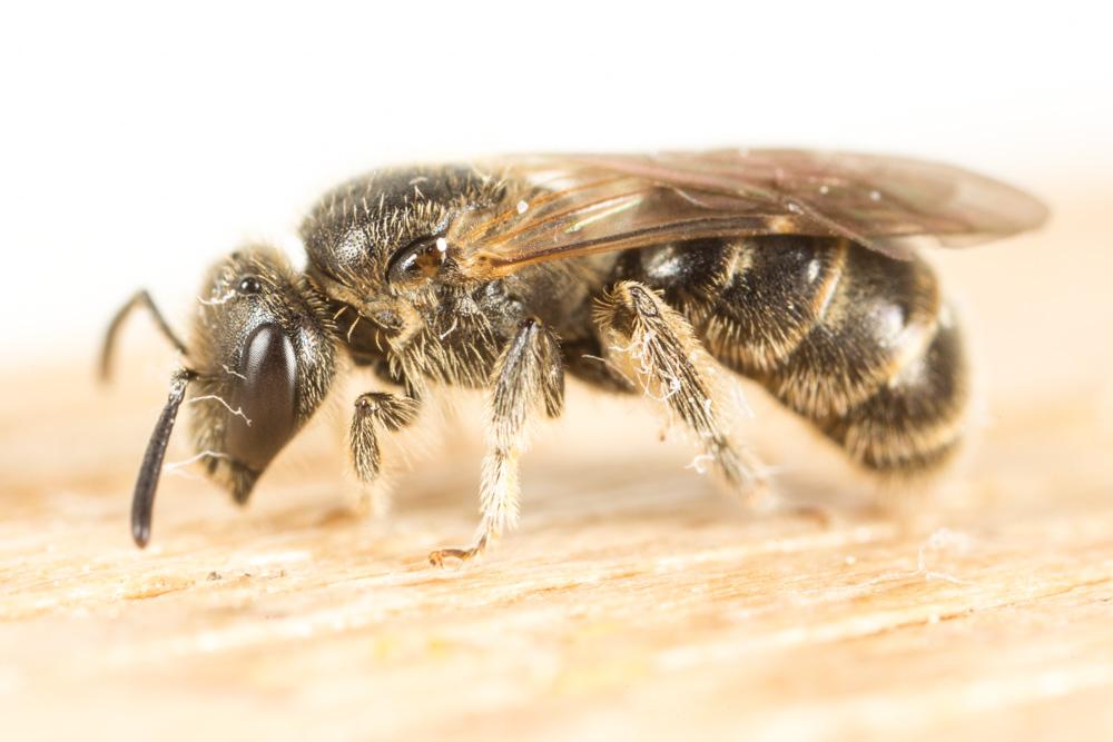  Lasioglossum Curtis, 1833