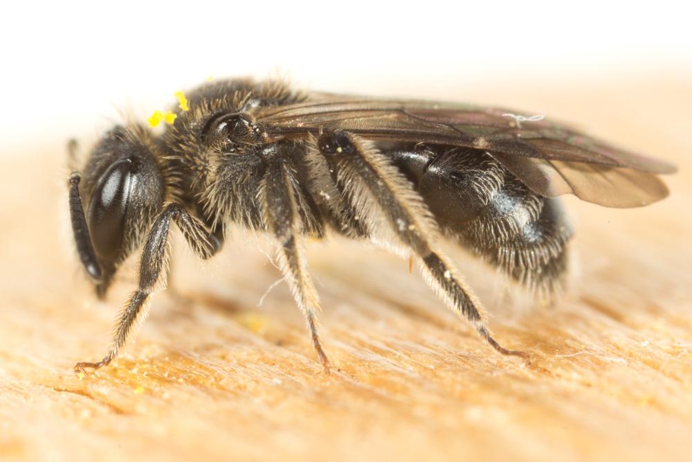 Andrena Fabricius, 1775