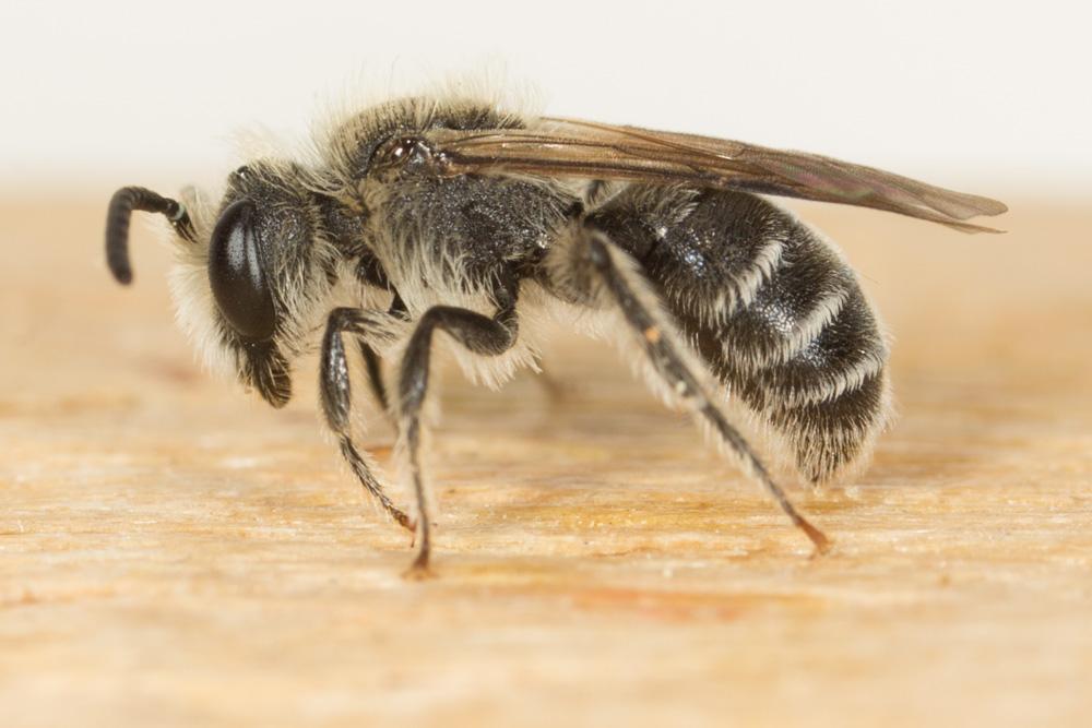  Andrena Fabricius, 1775