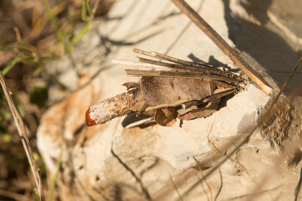 Psychidae Boisduval, 1828
