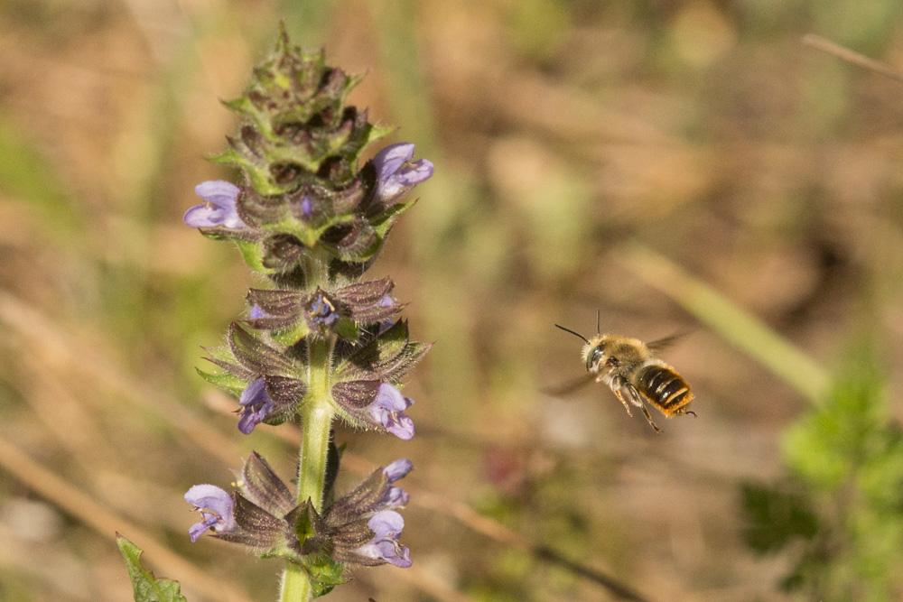  Osmia aurulenta (Panzer, 1799)