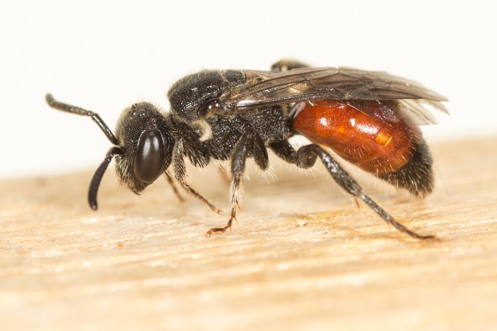  Sphecodes Latreille, 1804