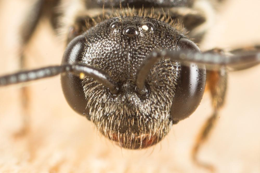  Sphecodes Latreille, 1804