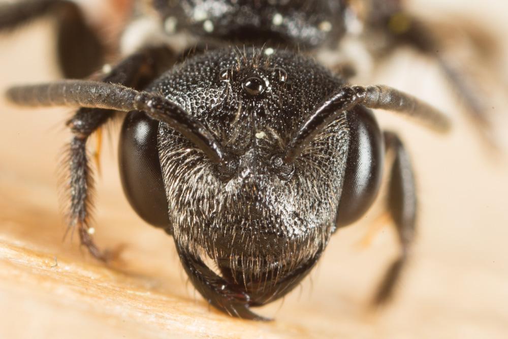 Sphecodes Latreille, 1804
