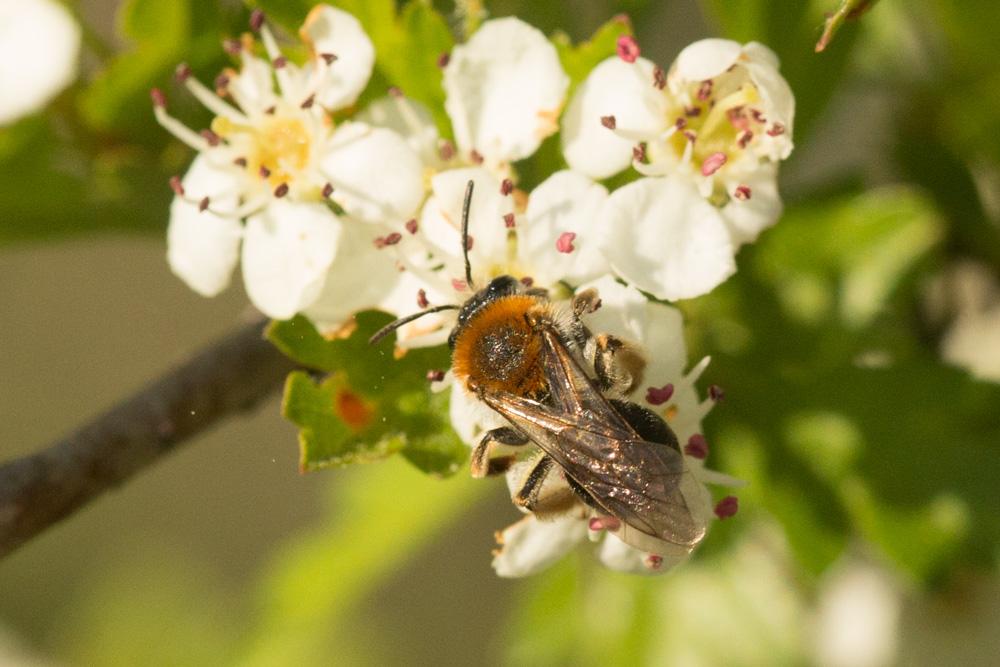  Andrena haemorrhoa (Fabricius, 1781)