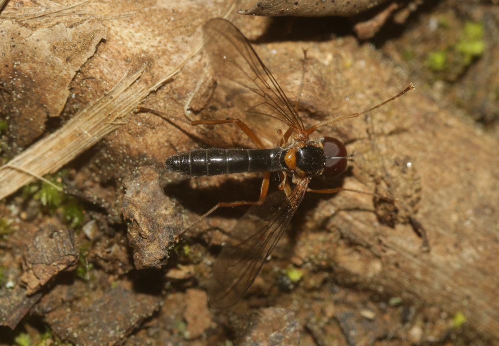 Nephrocerus scutellatus (Macquart, 1834)