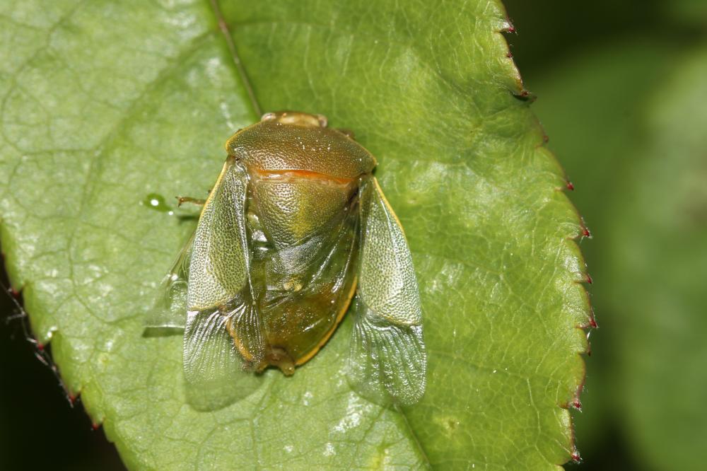  Acrosternum heegeri Fieber, 1861