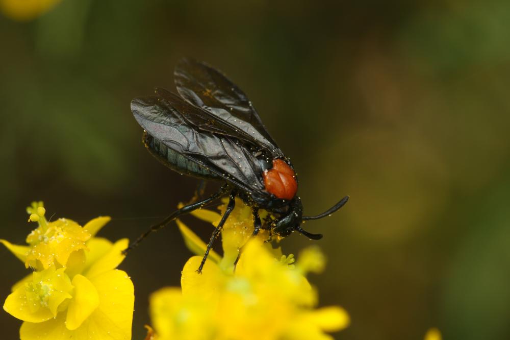  Arge thoracica (Spinola, 1808)