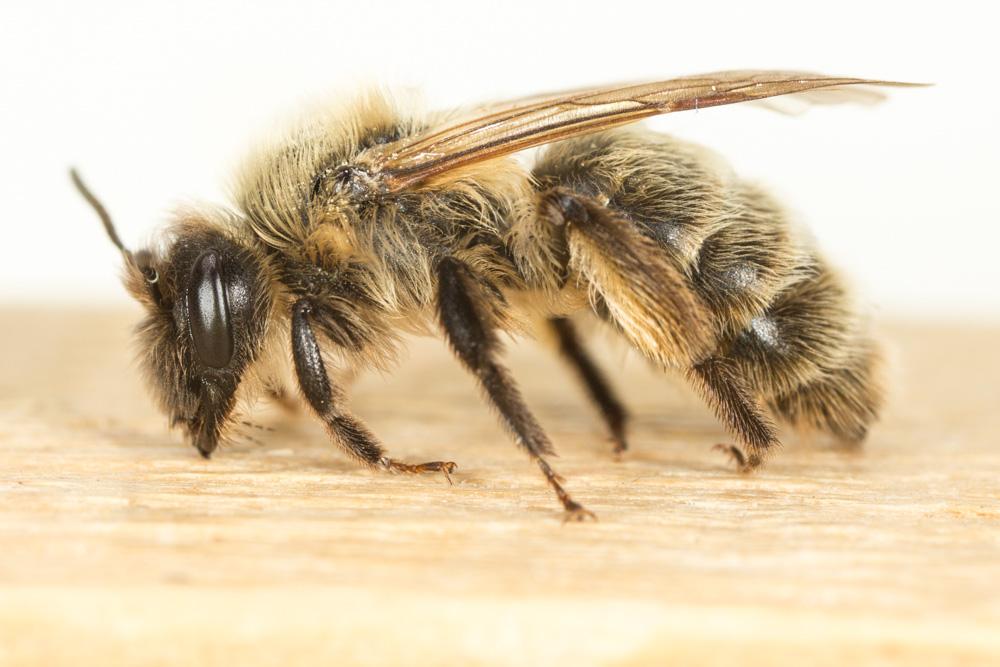 Le  Andrena apicata Smith, 1847