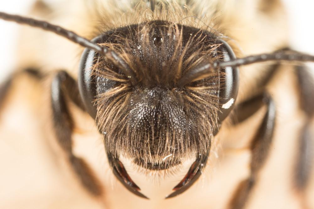 Le  Andrena apicata Smith, 1847