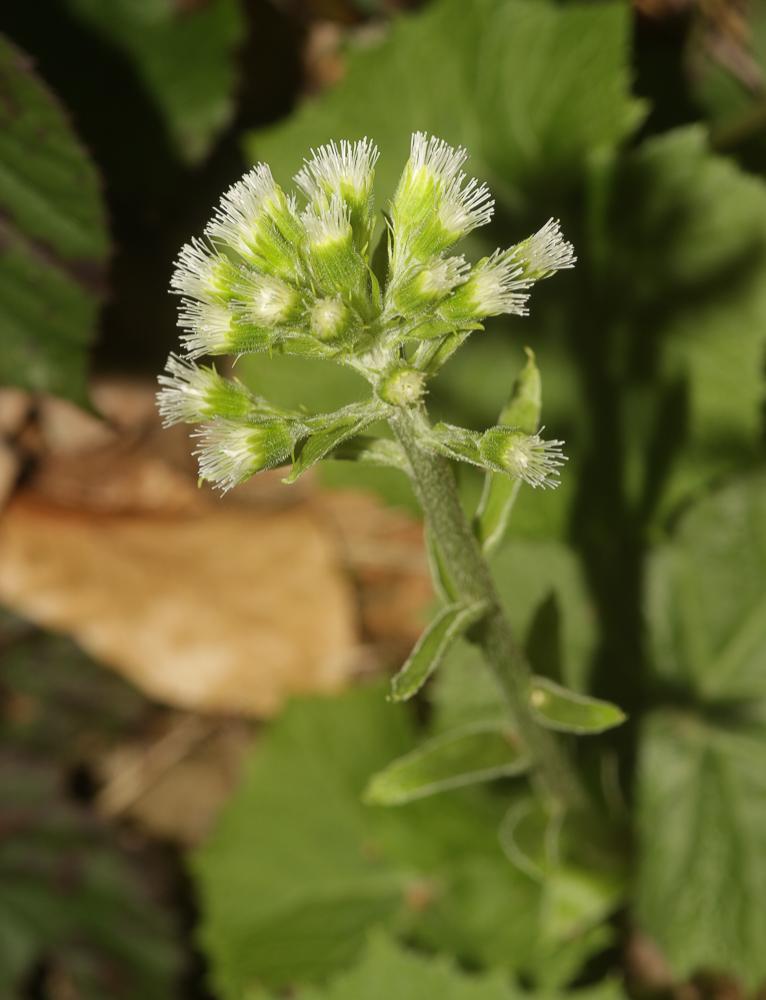 Pétasite blanc Petasites albus (L.) Gaertn., 1791