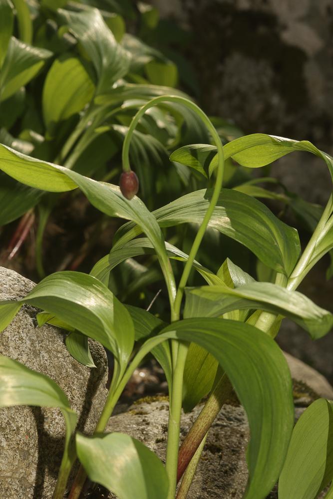 Ail des ours, Ail à larges feuilles Allium ursinum L., 1753
