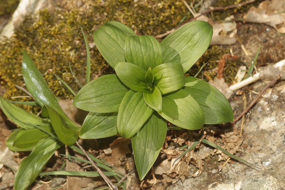 Lis martagon, Lis de Catherine Lilium martagon L., 1753