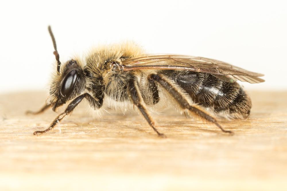  Andrena mitis Schmiedeknecht, 1883