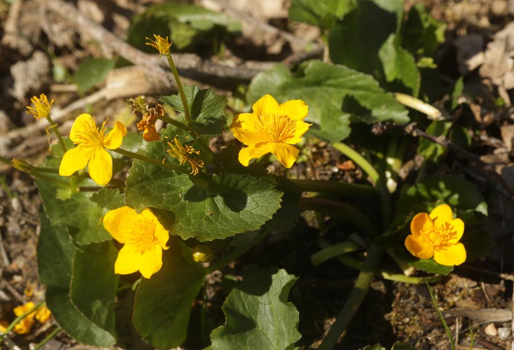 Populage des marais, Sarbouillotte Caltha palustris L., 1753