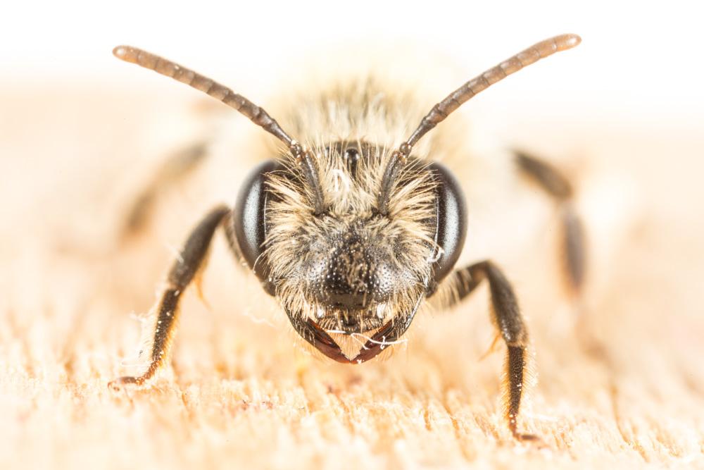  Andrena mitis Schmiedeknecht, 1883