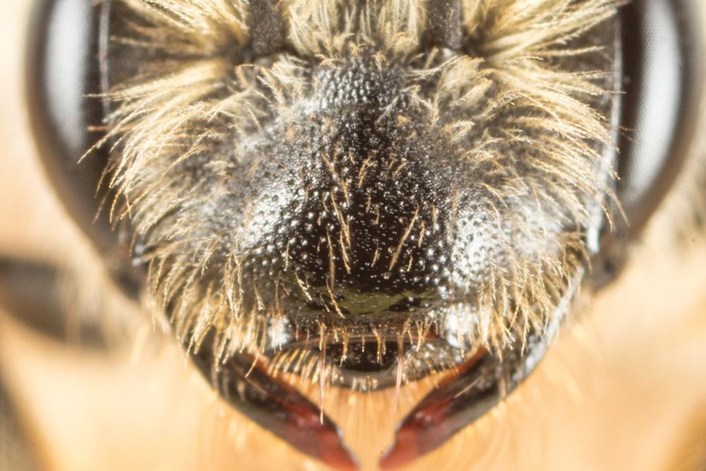  Andrena mitis Schmiedeknecht, 1883