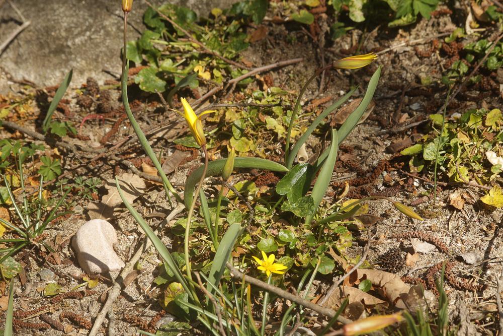 Tulipe des Alpes, Tulipe du Midi Tulipa sylvestris subsp. australis (Link) Pamp., 1914