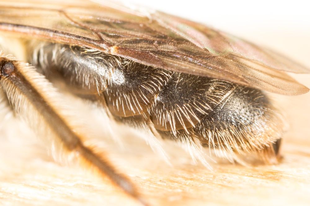  Andrena mitis Schmiedeknecht, 1883