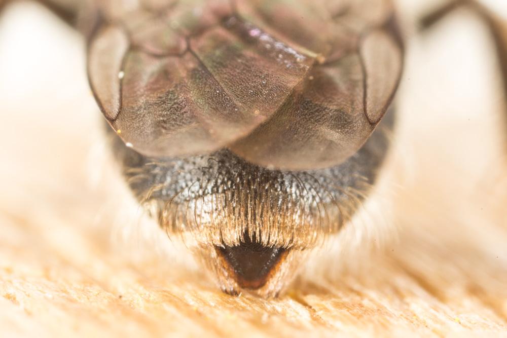  Andrena mitis Schmiedeknecht, 1883