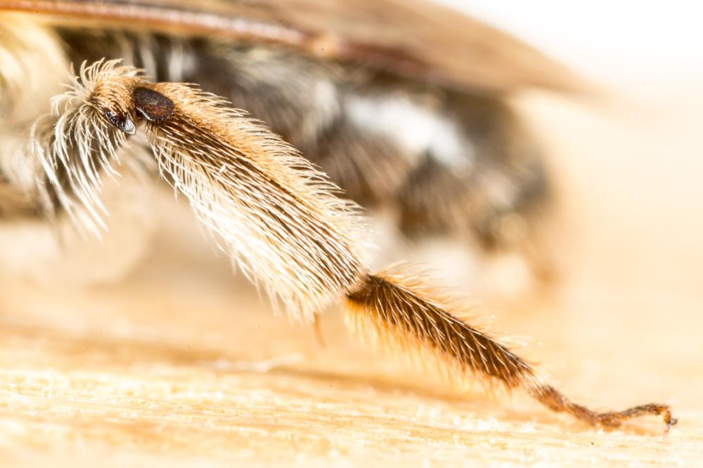  Andrena mitis Schmiedeknecht, 1883