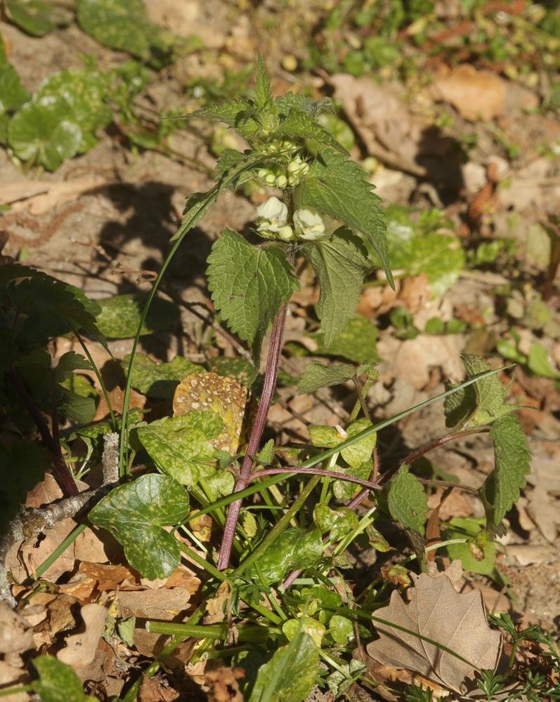 Lamier blanc, Ortie blanche, Ortie morte Lamium album L., 1753