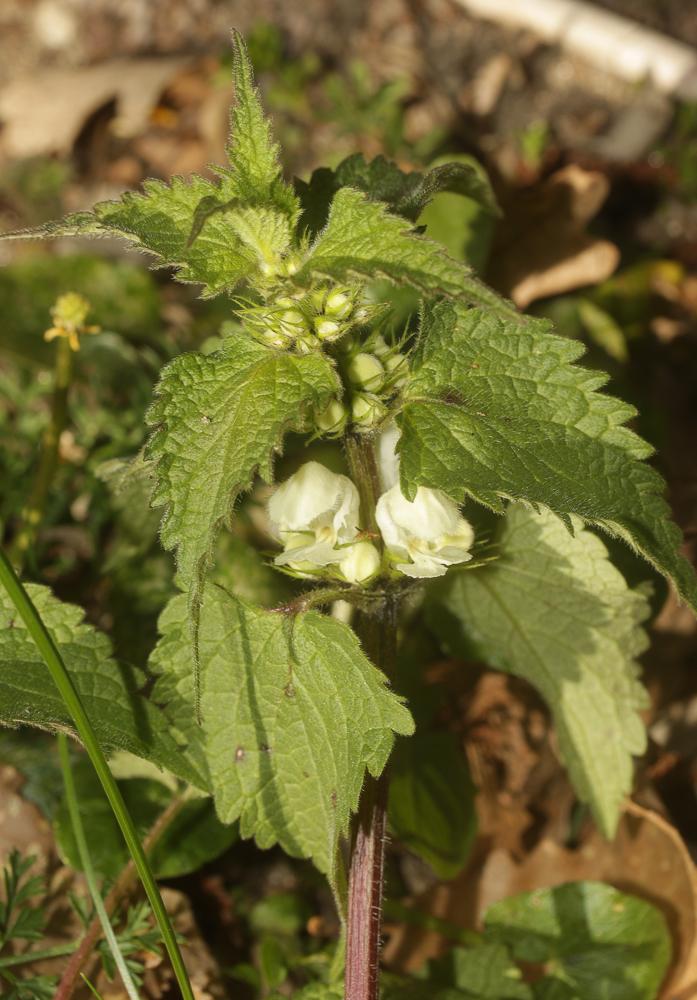 Lamier blanc, Ortie blanche, Ortie morte Lamium album L., 1753