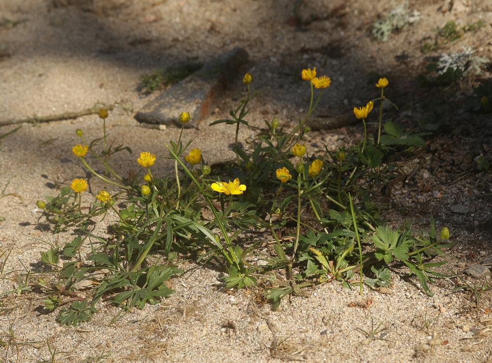 Renoncule à tête d'or, Renoncule Tête-d'or Ranunculus auricomus L., 1753
