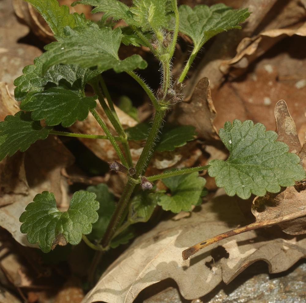 Lierre terrestre, Gléchome Lierre terrestre Glechoma hederacea L., 1753