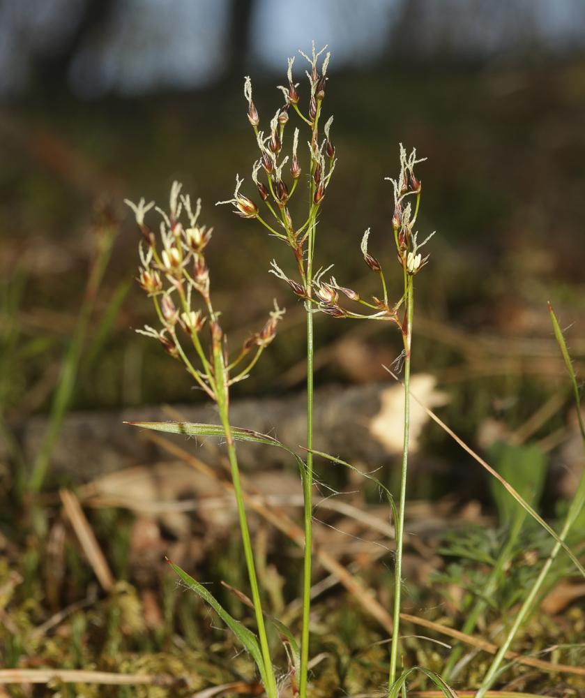 Luzule de Forster Luzula forsteri (Sm.) DC., 1806