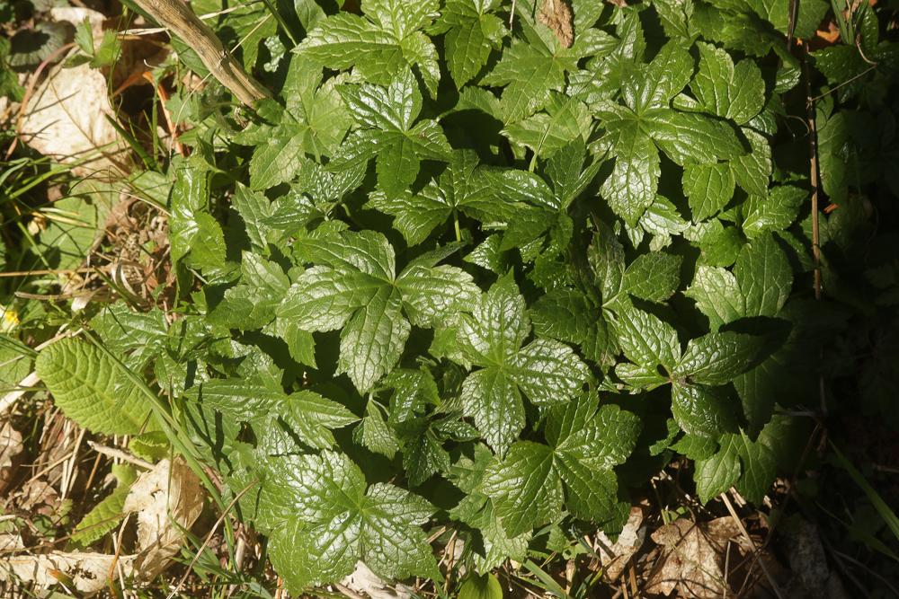 Géranium noueux Geranium nodosum L., 1753