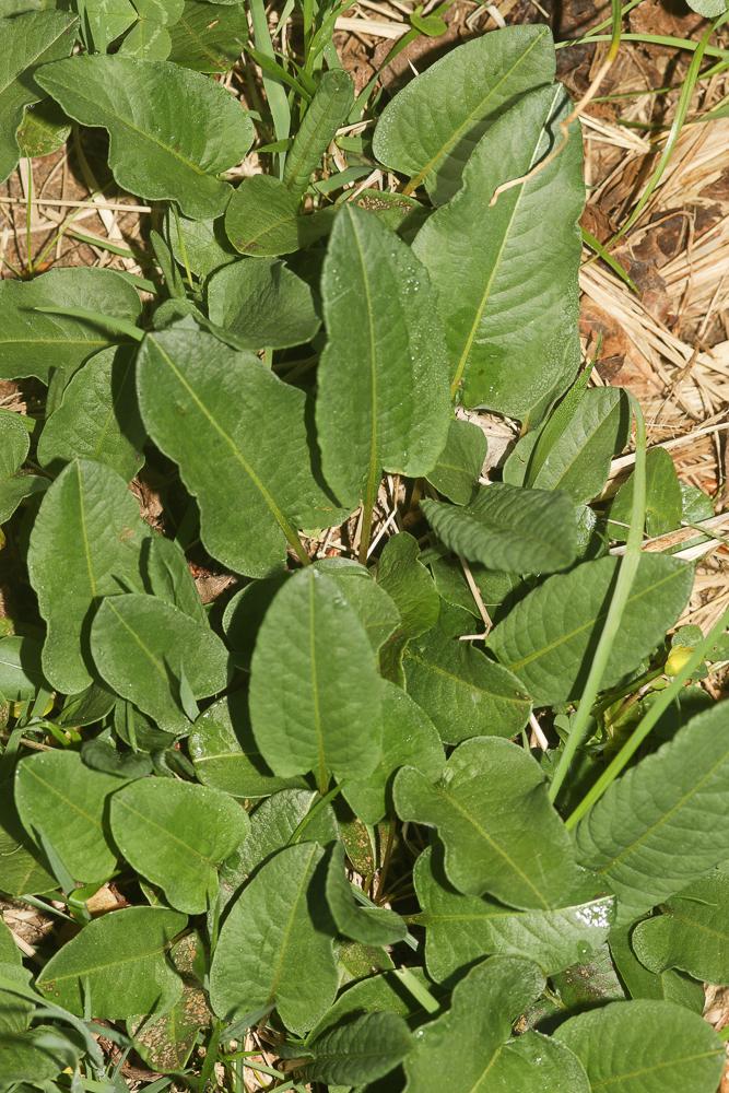 Langue de Bœuf Bistorta officinalis Delarbre, 1800