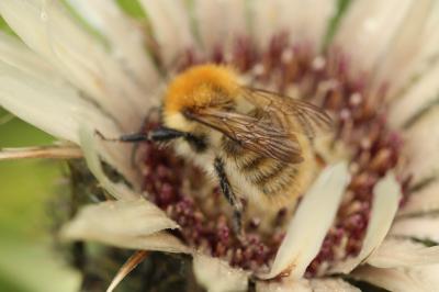 Bourdon des champs Bombus pascuorum (Scopoli, 1763)