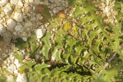Bunias fausse-roquette, Roquette des champs Bunias erucago L., 1753