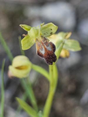 Ophrys brun Ophrys fusca Link, 1800
