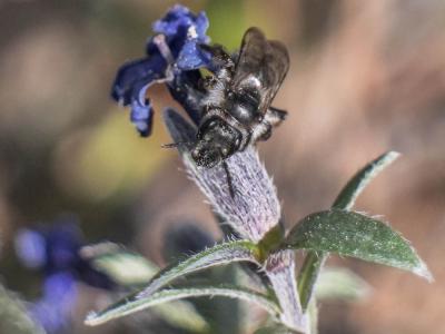  Andrena solenopalpa Benoist, 1945