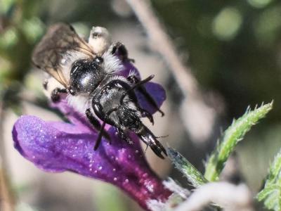  Andrena solenopalpa Benoist, 1945