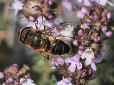 Eristalis similis (Fallén, 1817)