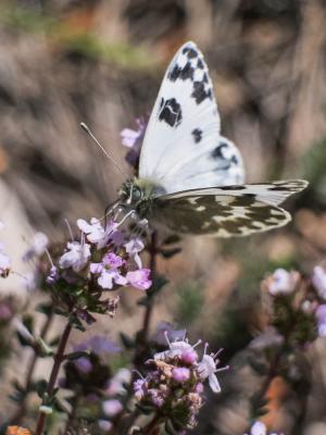 Marbré-de-vert (Le), Piéride du Réséda (La), Marbr Pontia daplidice (Linnaeus, 1758)