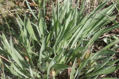Centaurée de Timbal-Lagrave Centaurea jacea subsp. timbalii (Martrin-Donos) Braun-Blanq., 1952