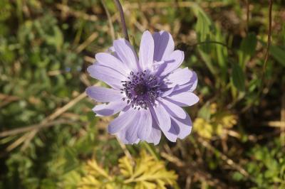 Anémone des jardins Anemone hortensis L., 1753